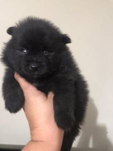 LINDOS FILHOTINHOS DE SPITZ ALEMÃO à VENDA LINDOS FILHOTINHOS DE SPITZ ALEMÃO à VENDA