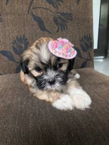 LHASA APSO LINDAS FMEAS O COZINHO DA SORTE ENTREGO HOJE CHAMA NO ZAP LAPA SP