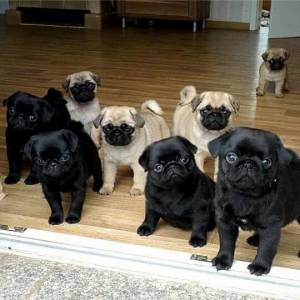 FILHOTES DE PUG MACHOS E FMEAS PRETO E ABRICOT