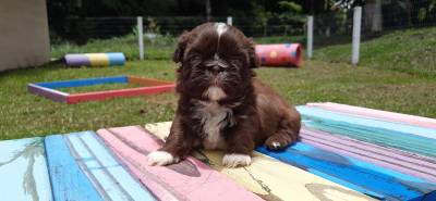 Lindos filhotes de shihtzu chocolate criao tica e Profissional