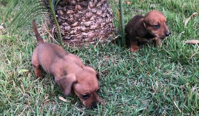 BASSET TECKEL SALSICHA FMEAS DOURADAS ENTREGO HOJE PRESENTO CHAMA NO ZAP LAPA SP