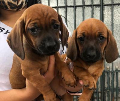 BASSET TECKEL SALSICHA FMEAS DOURADAS ENTREGO HOJE PRESENTO CHAMA NO ZAP LAPA SP