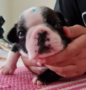 Boston Terrier - Fmeas disponvel