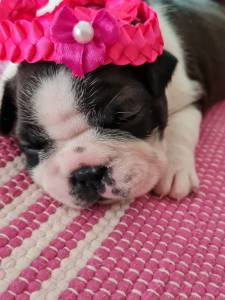 Boston Terrier - Fmeas disponvel