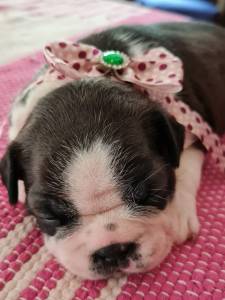 Boston Terrier - Fmeas disponvel