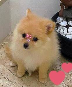 spitz alemo ano lulu da pomerania fmea creme entrego hoje chama no zap