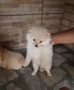 spitz alemo ano lulu da pomerania fmea creme entrego hoje chama no zap