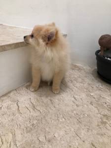 spitz alemo ano lulu da pomerania fmea creme entrego hoje chama no zap