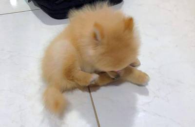 spitz alemo ano lulu da pomerania fmea creme entrego hoje chama no zap