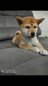 Shiba Inu