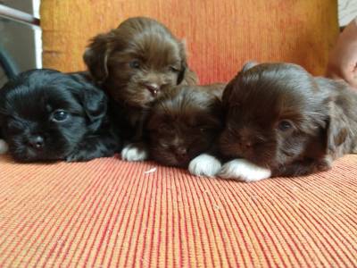 SHIH-TZU S MACHOS CHOCOLATE LINDOS PARCDEZ X ENTREGO HOJE CHAMA NO ZAP LAPA SP