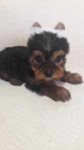 MACHINHO DE YORK PARA LEVAR PARA CASA AGORA MACHINHO DE YORK PARA LEVAR PARA CASA AGORA