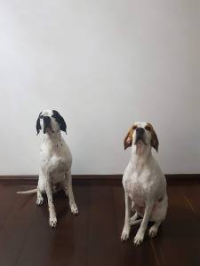 Pointer Ingls - Filhotes disponveis com pedigree CBKC