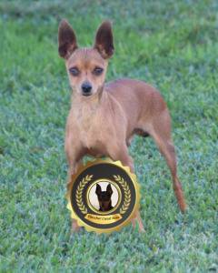 Pinscher Super Miniatura Disponvel para Acasalamento