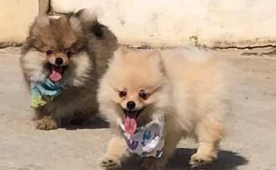 spitz alemo ano lulu da pomerania machos laranja entrego hoje chama no zap