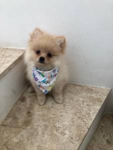 spitz alemo ano lulu da pomerania machos laranja entrego hoje chama no zap