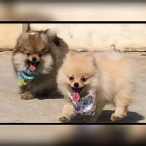 spitz alemo ano lulu da pomerania machos laranja entrego hoje chama no zap