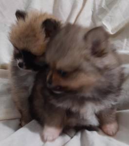 spitz alemo ano lulu da pomerania machos laranja entrego hoje chama no zap