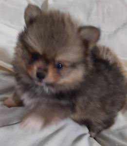 spitz alemo ano lulu da pomerania machos laranja entrego hoje chama no zap