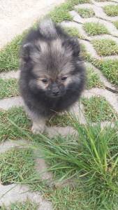 SPITZ ALEMO ANO LULU DA POMERANIA MACHOS E FMEAS LARANJA PARC EM DEZ X ENTREGO HOJE CHAMA NO ZAP