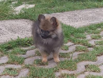 SPITZ ALEMO ANO LULU DA POMERANIA MACHOS E FMEAS LARANJA PARC EM DEZ X ENTREGO HOJE CHAMA NO ZAP