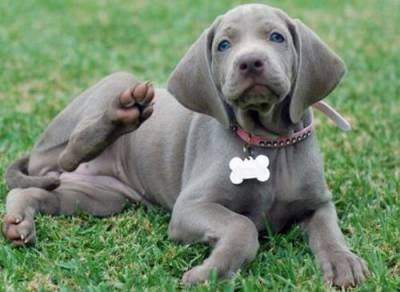 weimaraner