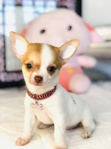 CHIHUAHUA PELO CURTO MICRO