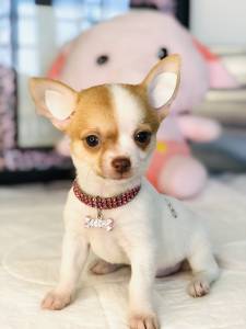 CHIHUAHUA PELO CURTO MICRO