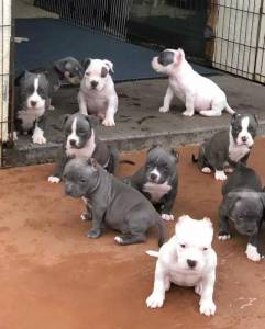 Filhote de American Bully