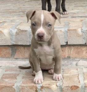 Filhote de Pit Bull