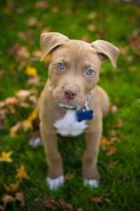 Filhote de Pit Bull