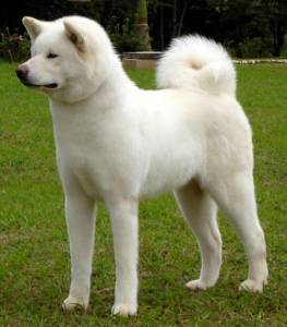 filhotes de akita inu