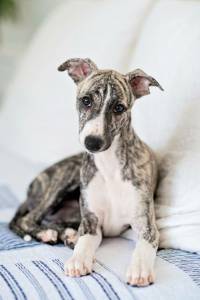 whippet