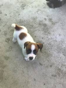 QUEM VÊ NOSSOS FILHOTES DE JACK RUSSEL FECHA NEGÓCIO QUEM VÊ NOSSOS FILHOTES DE JACK RUSSEL FECHA NEGÓCIO