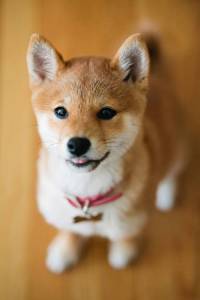 Akita Inu