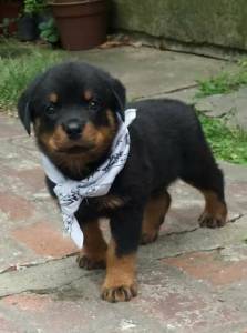 Rottweiler