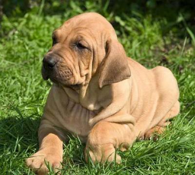 Fila Brasileiro