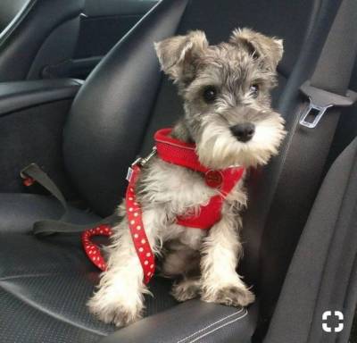 Schnauzer