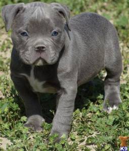 American Bully