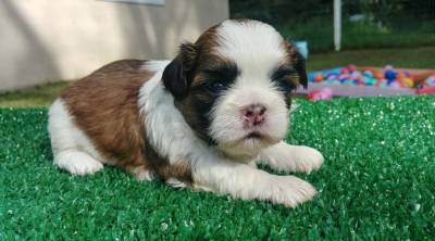 Filhotes de Shihtzu- Curitiba- criao tica e Profissional