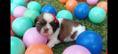 Filhotes de Shihtzu- Curitiba- criao tica e Profissional