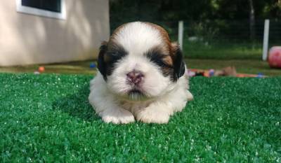 Filhotes de Shihtzu- Curitiba- criao tica e Profissional