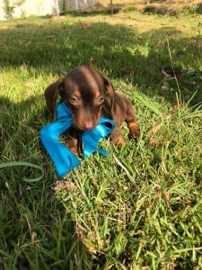 BASSET MINI TECKEL SALSICHA FMEAS DOURADA MACHO CHOCOLATE ENTREGO HOJE CHAMA NO ZAP LAPA SP