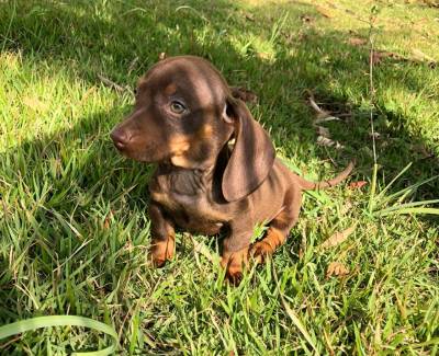 BASSET MINI TECKEL SALSICHA FMEAS DOURADA MACHO CHOCOLATE ENTREGO HOJE CHAMA NO ZAP LAPA SP