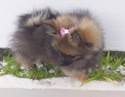 SPITZ ALEMO ANO MACHO E FMEA LARANJA ENTREGO HOJE CHAMA NOM ZAP LAPA SP