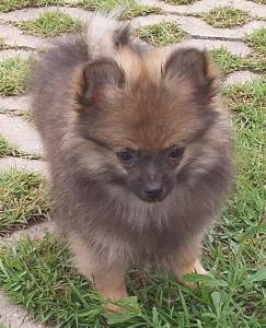 SPITZ ALEMO ANO MACHO E FMEA LARANJA ENTREGO HOJE CHAMA NOM ZAP LAPA SP