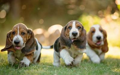 Basset Hound