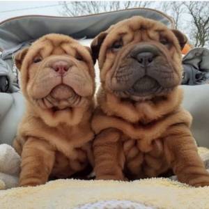 sharpei