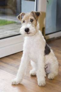 Fox Terrier