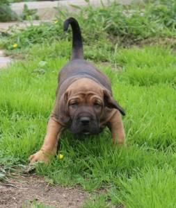 Filhote de Fila Brasileiro